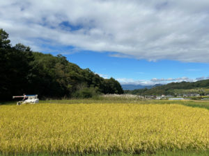 しなぷな農園・畑からのお便り・稲刈り