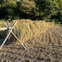 しなぷな農園・畑からのお便り・稲刈り