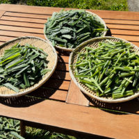 レモングラス2024年最後の収穫