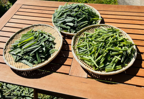 寒さが苦手のレモングラス