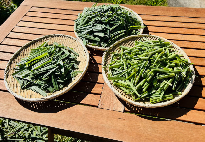 レモングラス2024年最後の収穫